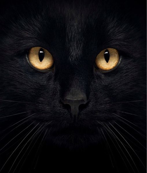 Kitty