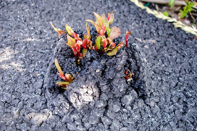 Knotweed